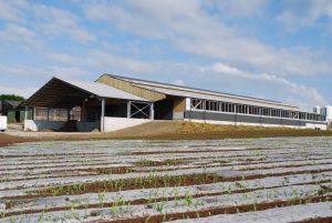 BERTHELOT CHARPENTES LAMELLE-COLLE