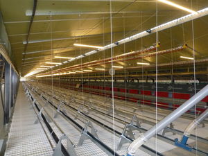 POULAILLER Berthelot Charpentes